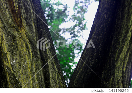 Close-up view of textured tree bark with bifurcated trunk against blurred 141190246