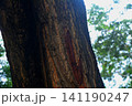 Detailed texture of aged tree bark on a tall trunk with soft forest background 141190247