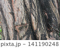 Macro view of rugged tree bark texture showing deep grooves and patterns 141190248