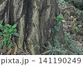 Tree trunk base with green ground plants in a natural forest setting, woodland 141190249