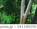 Smooth bark of a tree trunk in a lush forest canopy background with woodland 141190250