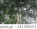 Smooth white tree bark against a dense green leafy canopy with plant life 141190251