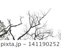 Bare branches of a tree against a clear white sky with looking up, branches 141190252