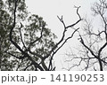 Contrast of lush green foliage and bare tree branches with looking up, branches 141190253