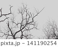 Bare leafless tree branches against an overcast grey sky with looking 141190254