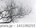 Silhouette of leafless tree branches against a bright overcast sky with branches 141190255