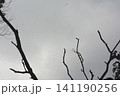 Bare tree branches reaching into a dull gray cloudy sky with branches, leafless 141190256