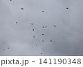 A flock of starlings in the sky 141190348