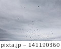 A flock of starlings in the sky 141190360