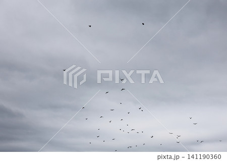 A flock of starlings in the sky 141190360