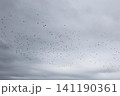 A flock of starlings in the sky 141190361