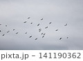 A flock of starlings in the sky 141190362