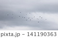 A flock of starlings in the sky 141190363