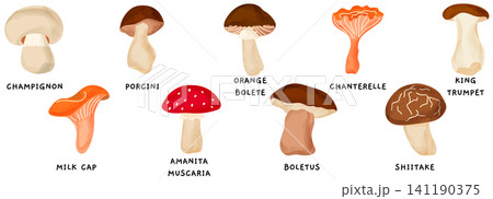 Eat fall children forest vector typography education mushroom book flat. Illustration for collection of cute kids and fantasy food. Icons scene with chanterelle moss oyster. Eat fall children forest vector typography education mushroom book flat. Illustration for collection of cute kids and fantasy food. Icons scene with chanterelle moss oyster. 141190375