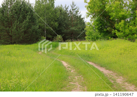 Sandy country road leads through a field into the forest. Dirt road stretches past a pine forest under a cloudy sky, Sandy country road leads through a field into the forest. Dirt road stretches past a pine forest under a cloudy sky, 141190647