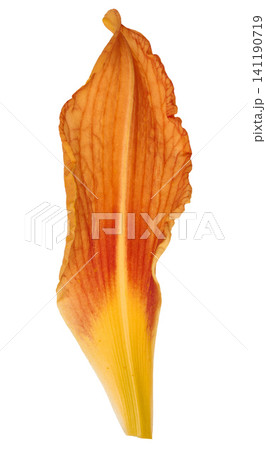Orange daylily petal with pronounced vein texture, isolated background. Orange daylily petal with pronounced vein texture, isolated background. 141190719