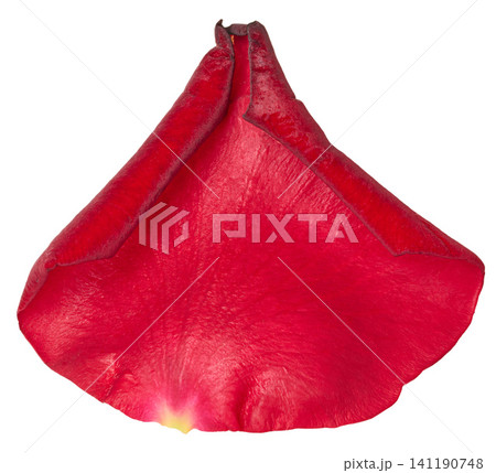 Red rose petal with velvety texture, isolated background Red rose petal with velvety texture, isolated background 141190748