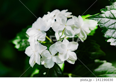 庭に咲くアジサイの花 141190830