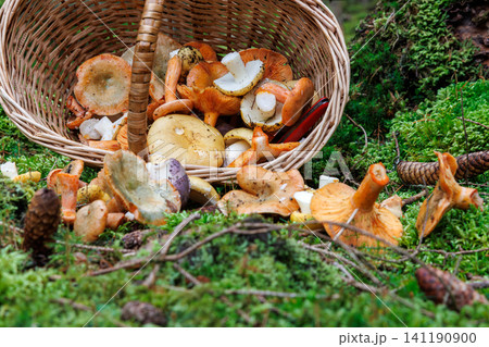 Wicker foraging basket overturned on a mossy forest floor with freshly gathered edible mushrooms in Spessart, Germany. Wicker foraging basket overturned on a mossy forest floor with freshly gathered edible mushrooms in Spessart, Germany. 141190900