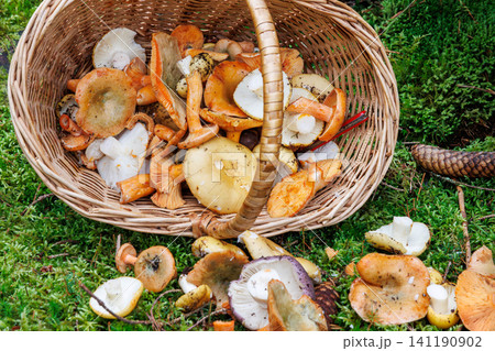 Wicker foraging basket overturned on a mossy forest floor with freshly gathered edible mushrooms in Spessart, Germany. Wicker foraging basket overturned on a mossy forest floor with freshly gathered edible mushrooms in Spessart, Germany. 141190902