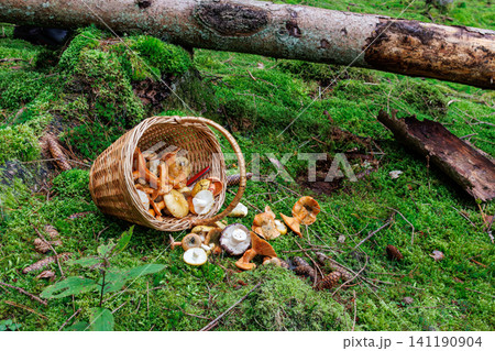 Wicker foraging basket overturned on a mossy forest floor with freshly gathered edible mushrooms in Spessart, Germany. Wicker foraging basket overturned on a mossy forest floor with freshly gathered edible mushrooms in Spessart, Germany. 141190904