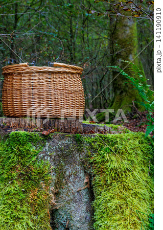 Partly cropped handmade wicker foraging basket on a moss covered tree stump in the Spessart forest, Germany. Partly cropped handmade wicker foraging basket on a moss covered tree stump in the Spessart forest, Germany. 141190910