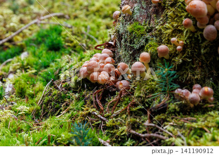 Clustered sulphur tuft mushrooms growing on moss covered wood in Spessart forest, Germany Clustered sulphur tuft mushrooms growing on moss covered wood in Spessart forest, Germany 141190912