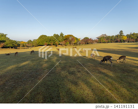 秋の奈良公園春日野園地と鹿の群れ 秋の奈良公園春日野園地と鹿の群れ 141191131