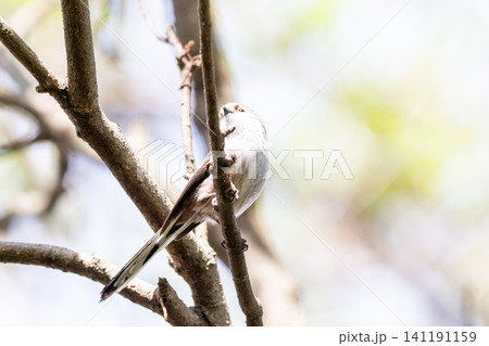 【チバエナガ】千葉県の公園で見かける亜種のエナガ 【チバエナガ】千葉県の公園で見かける亜種のエナガ 141191159