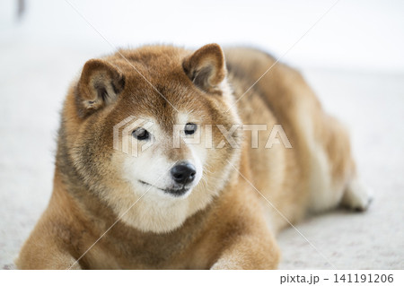 リビング 柴犬 笑顔 リビング 柴犬 笑顔 141191206
