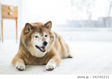 リビング 柴犬 笑顔 リビング 柴犬 笑顔 141191211