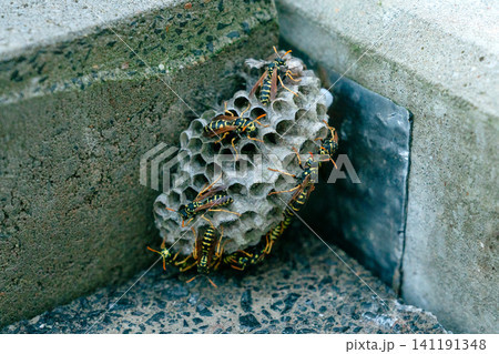 A wild wasps nest attached to the stone corner of a building, covered with active wasps. Insect infestation and pest control service concept. Close-up of paper wasps on their comb nest built on A wild wasps nest attached to the stone corner of a building, covered with active wasps. Insect infestation and pest control service concept. Close-up of paper wasps on their comb nest built on 141191348