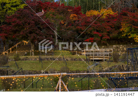広島県庄原市国営備北丘陵公園の紅葉 広島県庄原市国営備北丘陵公園の紅葉 141191447