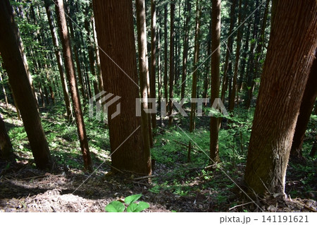 長野 地獄谷野猿公苑 長野 地獄谷野猿公苑 141191621