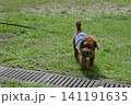 公園の芝生の上でお座りするトイプードル 141191635