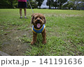公園でお散歩するトイプードル 141191636