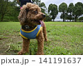 公園でお散歩するトイプードル 141191637
