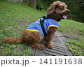 公園でお散歩するトイプードル 141191638