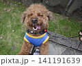 見上げるトイプードル 141191639