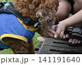外で水を飲むトイプードル 141191640