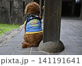 トイプードルの後ろ姿 141191641