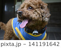 見つめるトイプードル 141191642