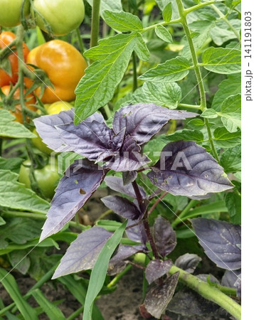 Purple Basil Leaves Beside Ripe and Green Garden Tomatoes 141191803