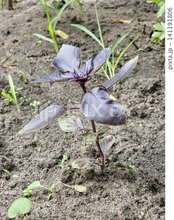 Young Purple Basil Plant with Burgundy Leaves in Soil Young Purple Basil Plant with Burgundy Leaves in Soil 141191806