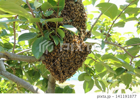 ミツバチの大群 分蜂 ミツバチの大群 分蜂 141191877