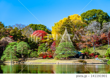 東京 紅葉の六義園 東京 紅葉の六義園 141191901