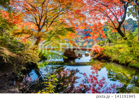 東京 紅葉の六義園 渡月橋 東京 紅葉の六義園 渡月橋 141191945