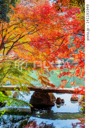 東京 紅葉の六義園　渡月橋 141191949