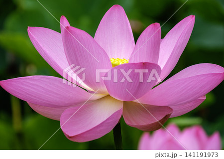 花びらの輝き 花びらの輝き 141191973