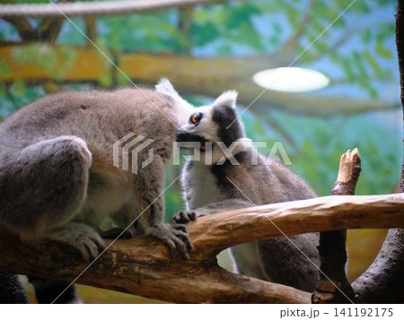 のいち動物公園のワオキツネザル のいち動物公園のワオキツネザル 141192175